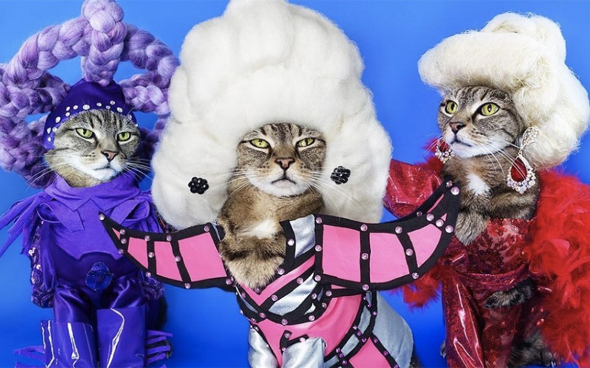 Ce Chat Parodie Rupaul S Drag Race Et C Est Genial Jock Life